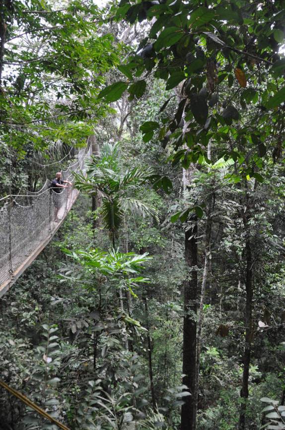 Caminhando sobre a copa das árvores, na reserva de Iwokrama, na Guiana